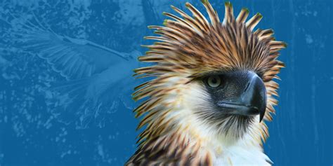world eagle charitable foundation international|Philippine Eagle Foundation: Saving the Rarest Eagle .